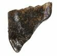 Leptoceratops Tooth - Montana #30506-1